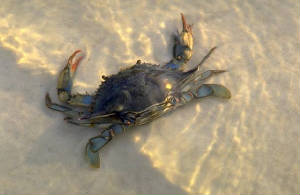usersryanmccanndesktopcrabs.jpg