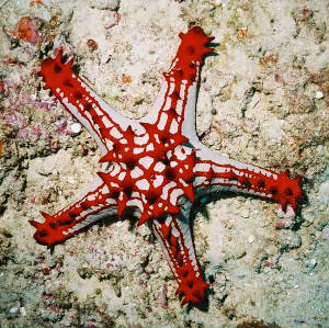 usersryanmccanndesktopstarfish.jpg